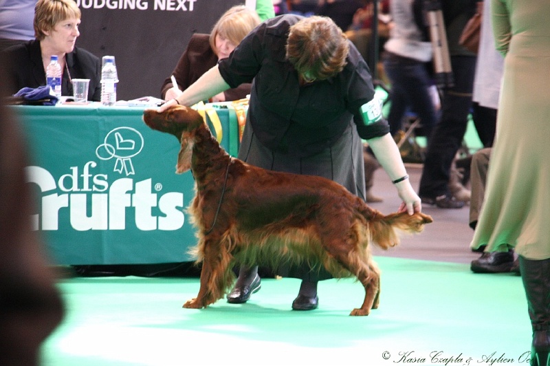 Crufts2011 519.jpg